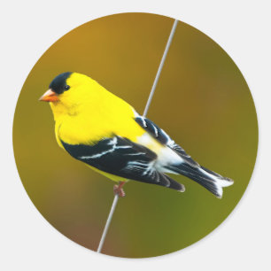 Sticker Rond American Goldfinch - Photo originale