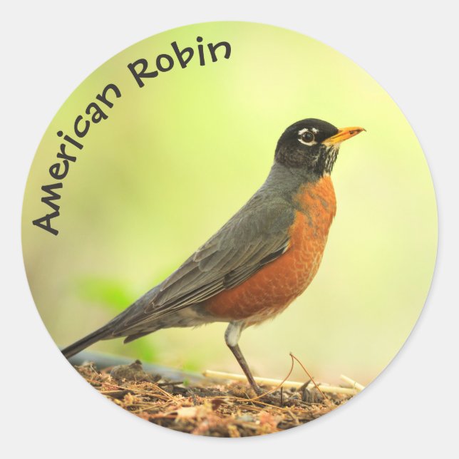 Sticker Rond American Robin Photo (Devant)
