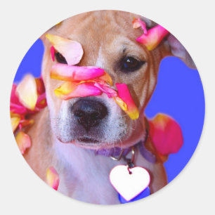 Sticker Rond American Staffordshire Terrier Boxer Mix Chien Chi