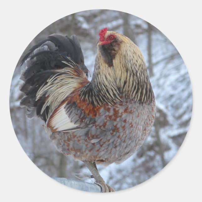 STICKER ROND AMÉRICANA ROOSTER DANS LES DONS D'HIVER (Devant)
