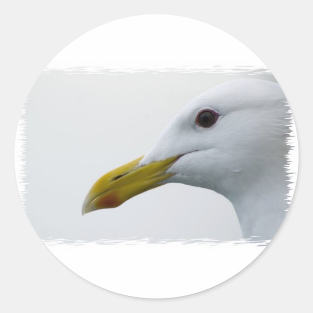 Sticker Rond Amical Seagull ? (Devant)