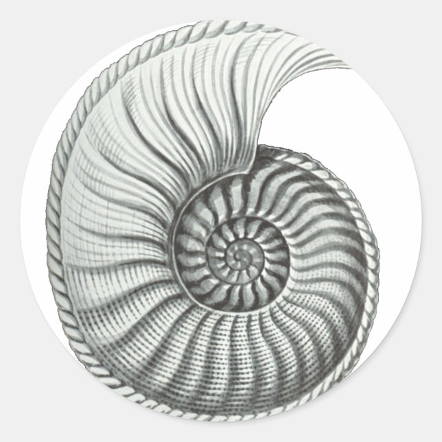Sticker Rond Ammonite (Devant)