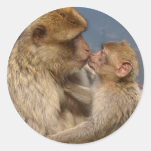Sticker Rond Amour de singe