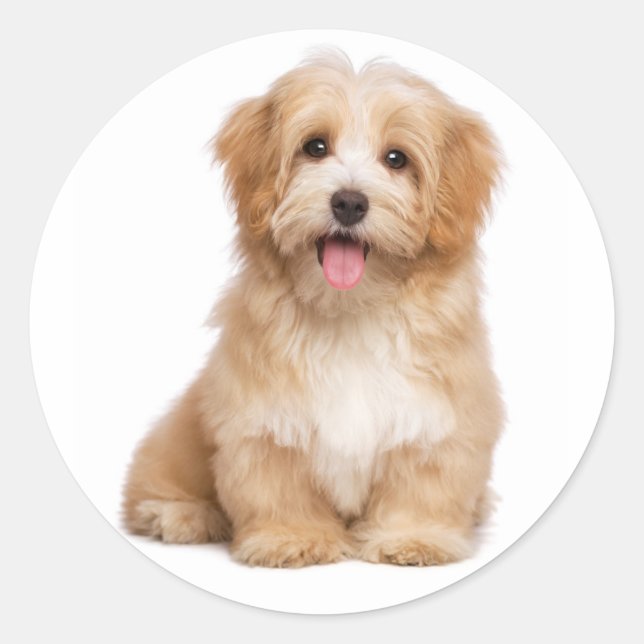 Sticker Rond Amour Havanais Tan Chien Chien Chien Chien Salut (Devant)