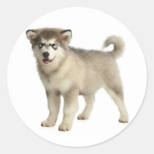 Sticker Rond Amour Malamute d'Alaska Gris & Chien Chiot Noir