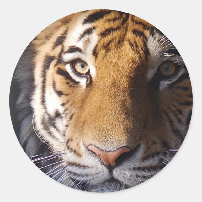 Sticker Rond Amur Tiger (Devant)