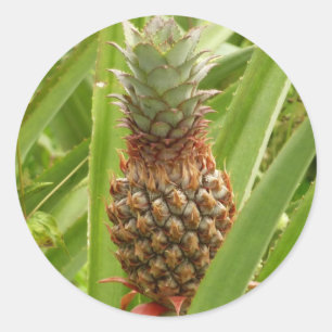 Sticker Rond Ananas sauvage Fruit tropical dans la nature