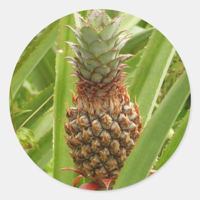 Sticker Rond Ananas sauvage Fruit tropical dans la nature (Devant)