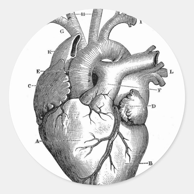 Sticker Rond Anatomie cardiaque vintage | Personnalisable (Devant)