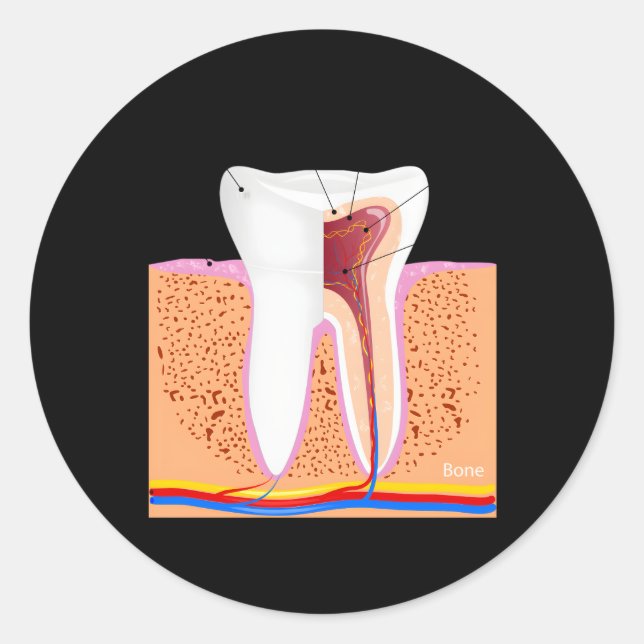 Sticker Rond Anatomie Dentaire Pour Dentin Dentin Enamel Ging (Devant)