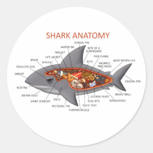 Sticker Rond Anatomie des requins