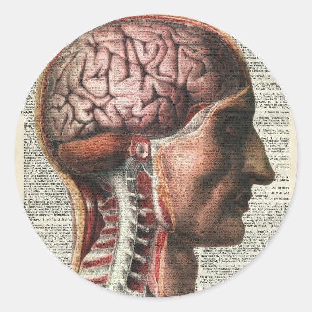 Sticker Rond Anatomie du cerveau humain (Devant)