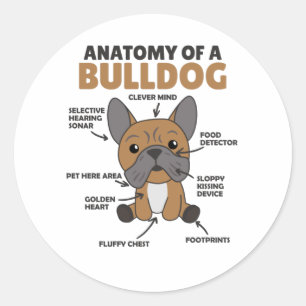 Sticker Rond Anatomie D'Un Chien À Chien Gros Chien Chien Drôle