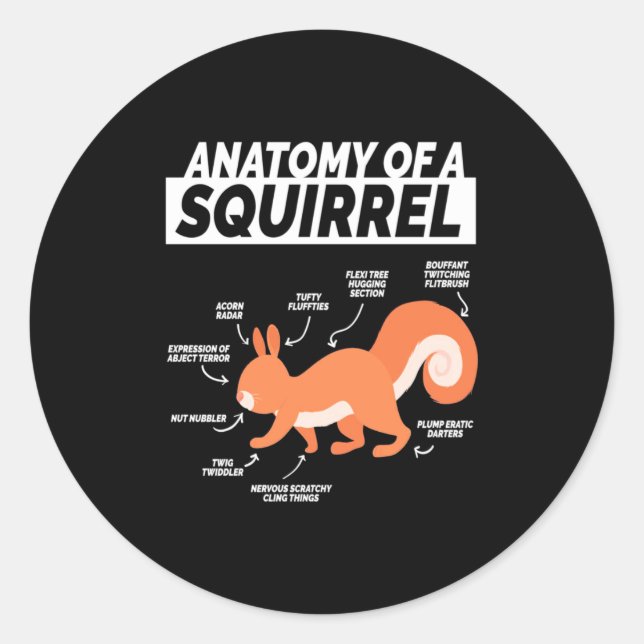 Sticker Rond Anatomie D'Un Écureuil (Devant)