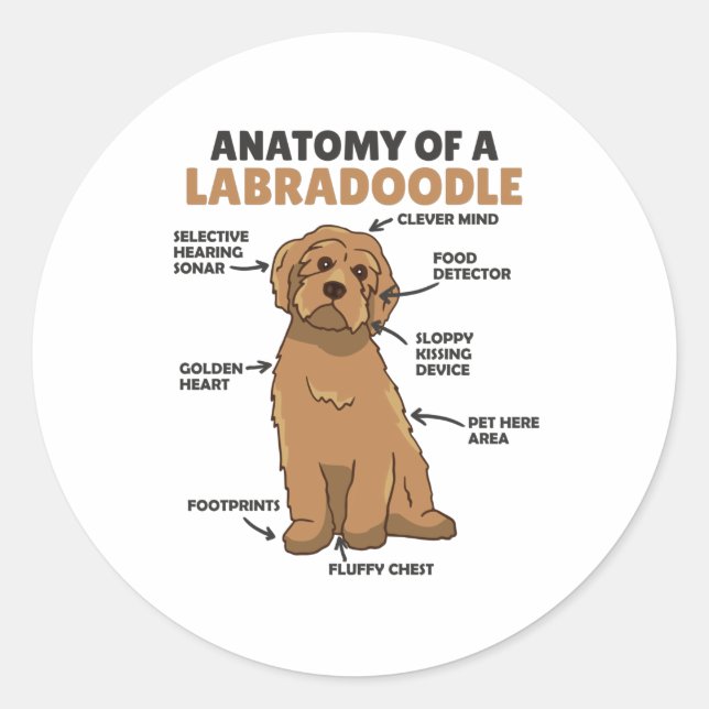 Sticker Rond Anatomie D'Un Labradoodle Cute Canine Chiot (Devant)