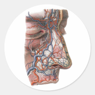 Sticker Rond Anatomie Humaine Scientifique Vintage, Visage avec