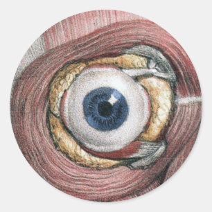 Sticker Rond Anatomie humaine vintage, globe oculaire avec musc