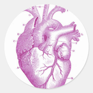 Sticker Rond Anatomie vintage pourpre de coeur