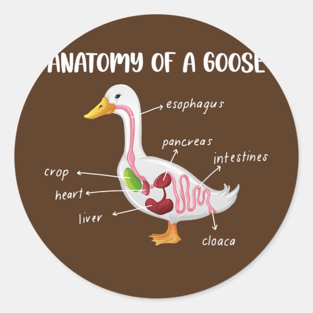 Sticker Rond Anatomy Of A Goose Anatomical Doctor Veterinarian (Devant)