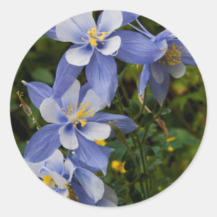 Sticker Rond Ancolie bleue du Colorado près de Telluride Colora