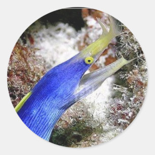 Sticker Rond Anguille de ruban