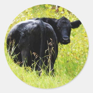 Sticker Rond Angus Steer dans l'herbe jaune haute
