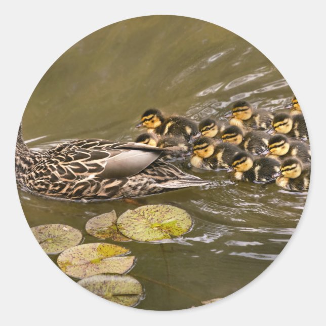Sticker Rond Animal - Canards - Nager comme un canard (Devant)