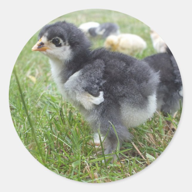 Sticker Rond animal, poulet, ferme, mignonette, oiseau, bébé, (Devant)