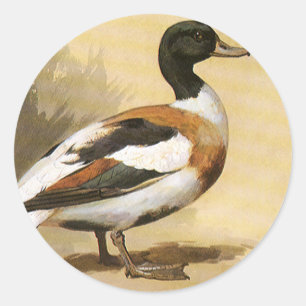Sticker Rond Animaux sauvages oiseaux vintage, canard colvert