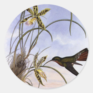 Sticker Rond Animaux Vintage, Fleurs d'orchidée colibri oiseau