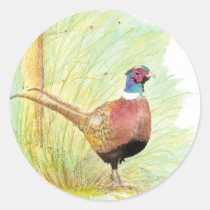 Sticker Rond Anneau Necked Pheasant Oiseau, Faune, Nature