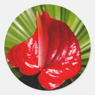 Sticker Rond Anthirium