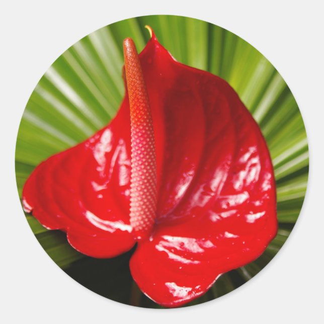 Sticker Rond Anthirium (Devant)