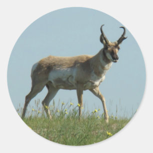 Sticker Rond Antilope d'Amérique A10 marchant à travers des fle