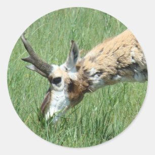 Sticker Rond Antilope d'Amérique A11 en pâture