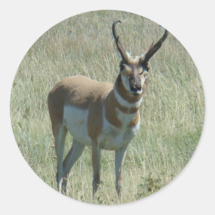 Sticker Rond Antilope d'Amérique A13