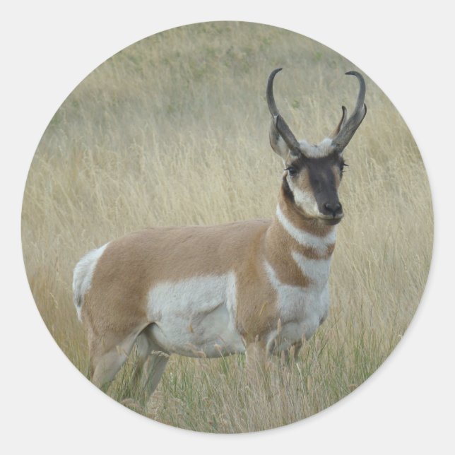 Sticker Rond Antilope d'Amérique A8 Grand Buck (Devant)