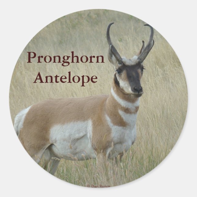 Sticker Rond Antilope d'Amérique A8 Gros Buck (Devant)
