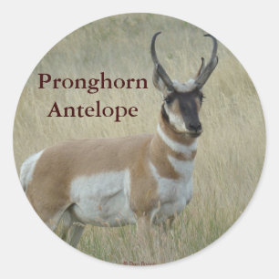 Sticker Rond Antilope d'Amérique A8 Gros Buck