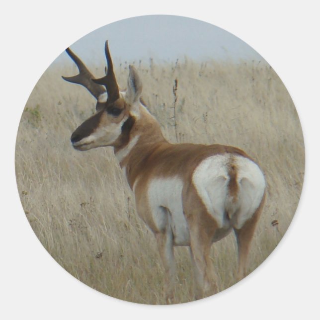 Sticker Rond Antilope d'Amérique mâle A22 (Devant)