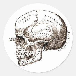 Sticker Rond Antique Anatomie Crâne anatomique