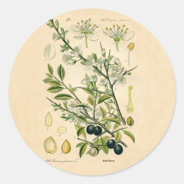 Sticker Rond Antique Blackthorn Botanique Imprimé Fleur Berry (Devant)