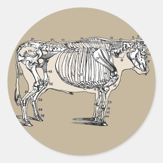 Sticker Rond Antique Cow Skeleton Bones (Devant)