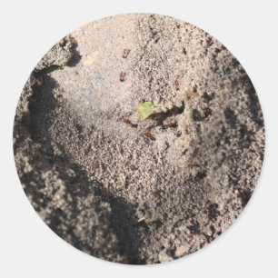 Sticker Rond Ants Go Marching
