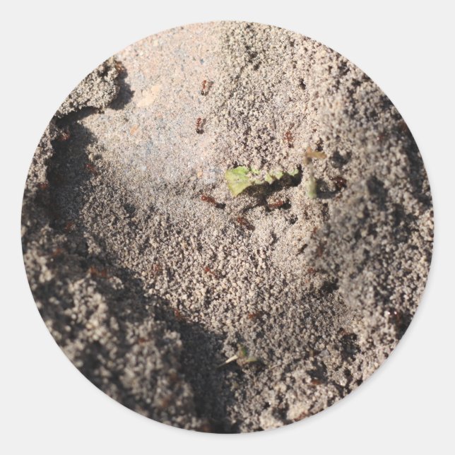 Sticker Rond Ants Go Marching (Devant)
