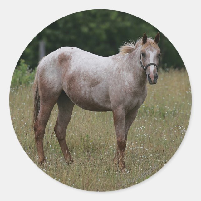 Sticker Rond Appaloosa Cheval debout dans l'herbe (Devant)