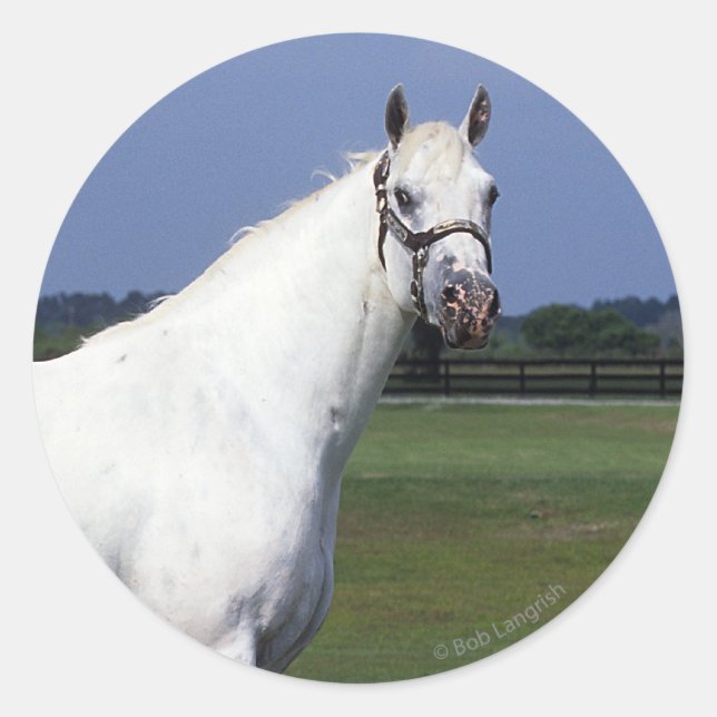 Sticker Rond Appaloosa Horse (Devant)