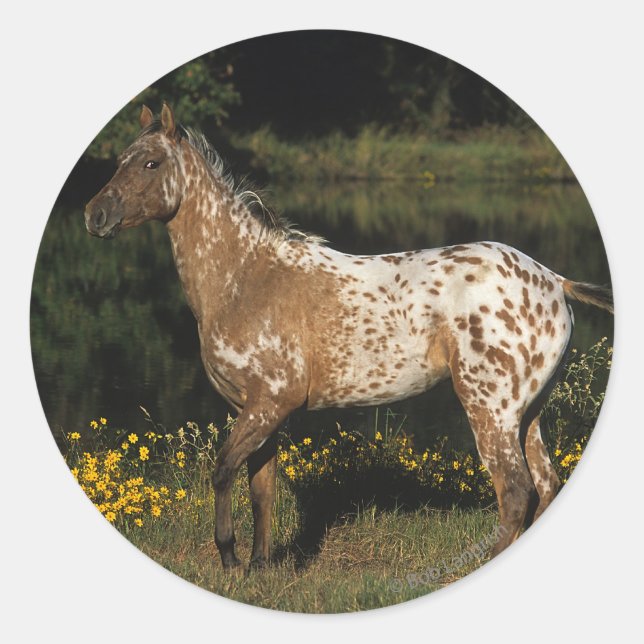 Sticker Rond Appaloosa Horse debout au bord du lac (Devant)