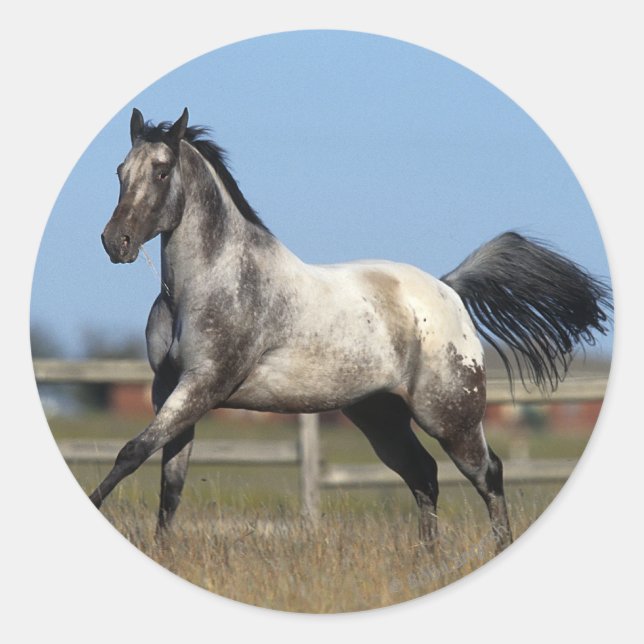 Sticker Rond Appaloosa Horse Running 3 (Devant)