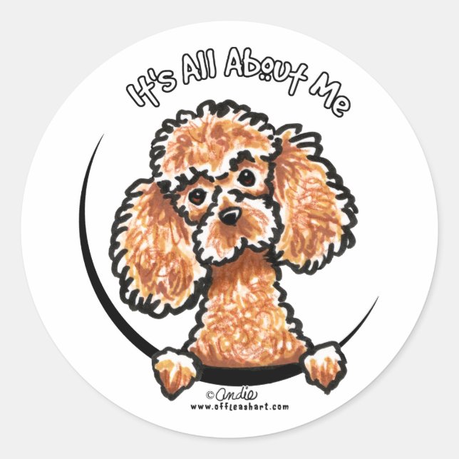 Sticker Rond Apricot Jouet Miniature Poodle IAAM (Devant)